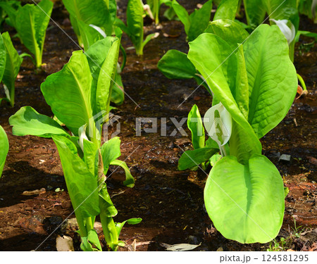 山梨県笛吹市の水芭蕉 山梨県笛吹市の水芭蕉 124581295