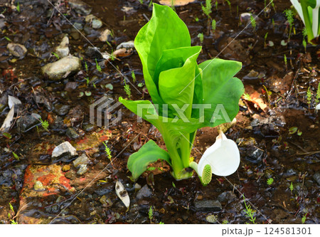 山梨県笛吹市の水芭蕉 山梨県笛吹市の水芭蕉 124581301