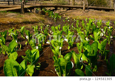 山梨県笛吹市の水芭蕉 山梨県笛吹市の水芭蕉 124581305