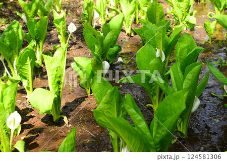 山梨県笛吹市の水芭蕉 山梨県笛吹市の水芭蕉 124581306