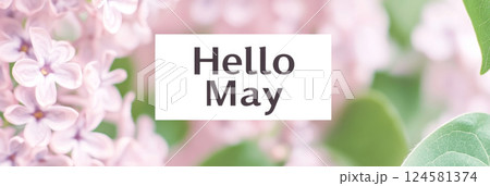 Hello May sign surrounded by fresh lilac blooms, seasonal background 124581374