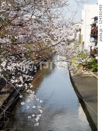 春の江ノ口川と満開の岸辺の桜(川面を覆うソメイヨシノの枝) 春の江ノ口川と満開の岸辺の桜(川面を覆うソメイヨシノの枝) 124581493