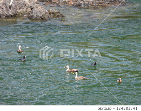 宇治川を泳ぐカルガモとオオバン　宇治市 124581541