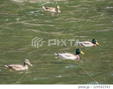 宇治川の急流を泳ぐマガモ 宇治市 宇治川の急流を泳ぐマガモ 宇治市 124581543