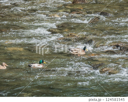 宇治川の急流を泳ぐマガモ　宇治市 124581545