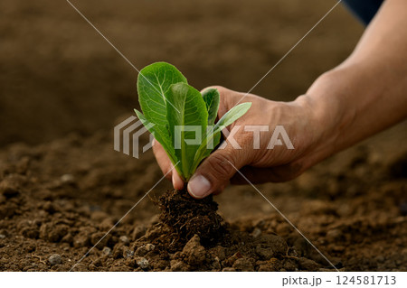 Hand planting a leafy green vegetable seedling into the earth. Eco-friendly and care for the earth concept 124581713