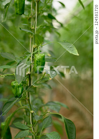 Close up of green bell peppers growing in controlled environment 124581720