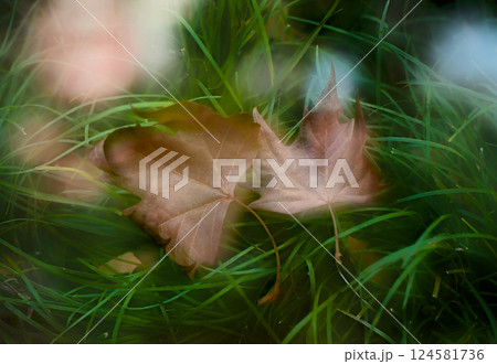 緑の植物の上に枯葉がのっている幻想的風景 124581736