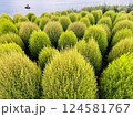 コキアが色づき始めた秋の風景 124581767