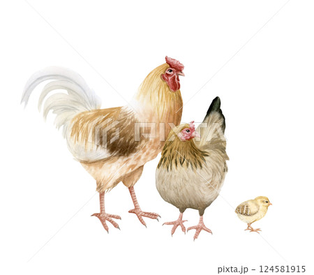 Chicken family with rooster, mother hen and baby chick watercolor isolated illustration. Poultry yard birds for farm animals designs. Realistic fowl clipart for organic products from village 124581915