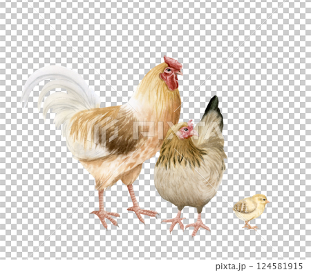 Chicken family with rooster, mother hen and baby chick watercolor isolated illustration. Poultry yard birds for farm animals designs. Realistic fowl clipart for organic products from village 124581915