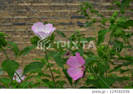 土壁に木槿の花 土壁に木槿の花 124582036