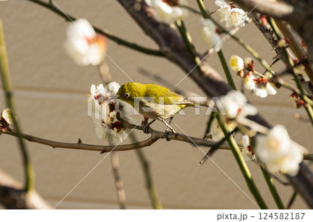 梅とメジロ 124582187