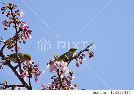 河津桜の枝に止まるかわいいメジロ　複数　春 124582436