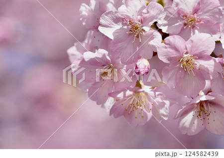 春の訪れを告げる河津桜 ピンク背景 春の訪れを告げる河津桜 ピンク背景 124582439