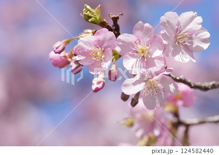 春の訪れを告げる河津桜　青空 124582440