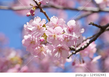 春の訪れを告げる河津桜　青空 124582441