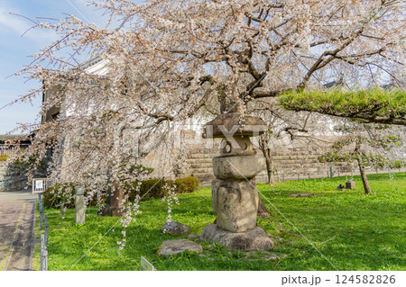【静岡県】駿府城公園　東御門付近の桜 124582826