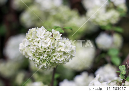 a Beautiful White Hydrangea Blooms Among Roses a Beautiful White Hydrangea Blooms Among Roses 124583087