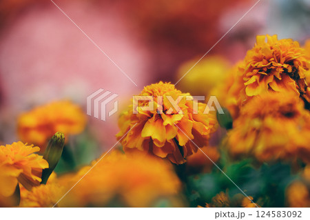 the Vibrant Orange Marigold Flowers in Bloom 124583092