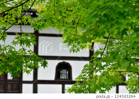 新緑のモミジと天龍寺の法堂 124583264