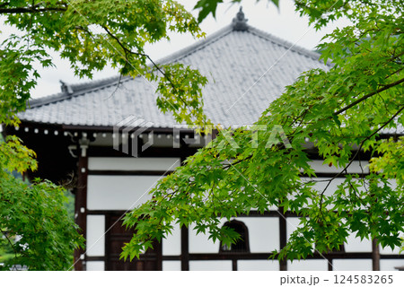 新緑のモミジと天龍寺の法堂 新緑のモミジと天龍寺の法堂 124583265