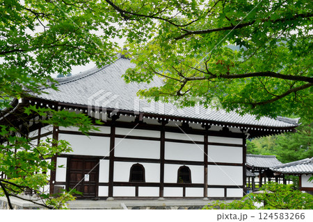 新緑のモミジと天龍寺の法堂 124583266