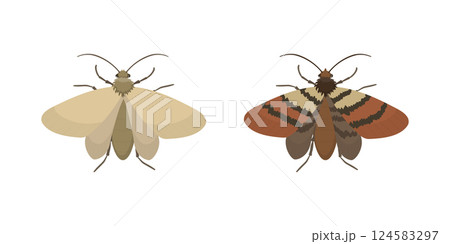 Indian Meal Moth and Webbing Clothes Moth Showing Different Colors and Patterns 124583297