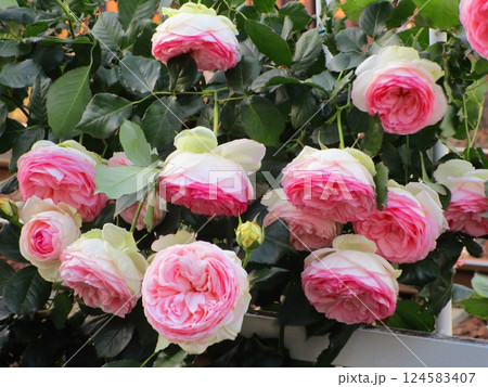 ローズピンクの薔薇 ローズピンクの薔薇 124583407