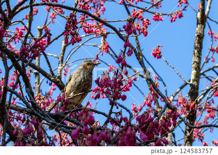 桜の木にとまるヒヨドリ 124583757