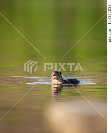 Wild Smooth coated otter or Lutrogale perspicillata angry face expression with reflection in ramganga river water at dhikala zone of jim corbett national park uttarakhand india asia 124583858