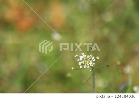 春の野に咲くレンゲソウ 124584036