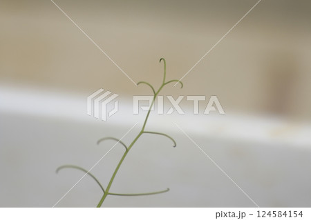冬を越えたスナックエンドウの穂先 冬を越えたスナックエンドウの穂先 124584154
