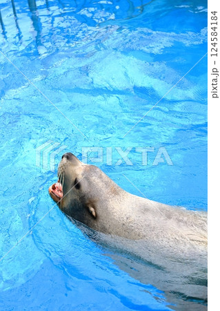 新潟市水族館マリンピア日本海の泳ぐトド 124584184
