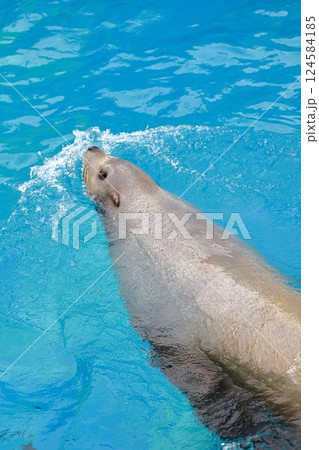 新潟市水族館マリンピア日本海の泳ぐトド 新潟市水族館マリンピア日本海の泳ぐトド 124584185