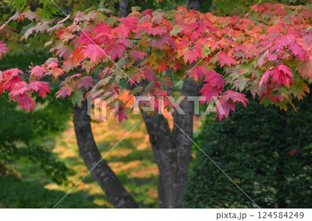 紅葉したモミジ 紅葉したモミジ 124584249