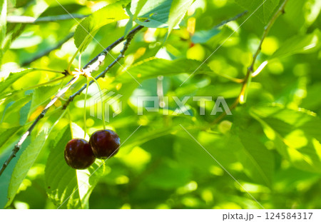 Red and sweet cherries on a branch just before harvest in early summer 124584317