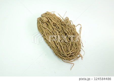 アスパラガスの苗03 124584486