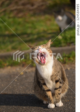 あくびをする猫 124584495