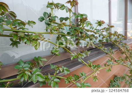 誘引したつるバラ（春の成長）03 124584768