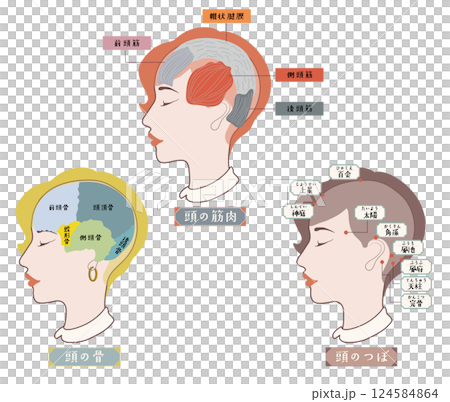 頭部肌肉、頭部骨骼和頭部穴位的插圖 124584864