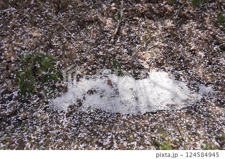 残雪と桜の花びら01 124584945
