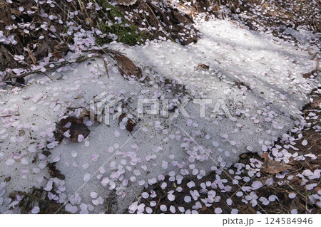 残雪と桜の花びら02 残雪と桜の花びら02 124584946