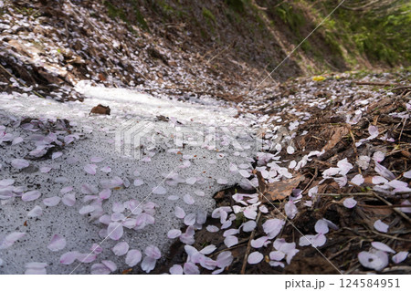 残雪と桜の花びら07 124584951