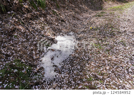 残雪と桜の花びら08 124584952