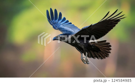 Black raven flying with wings spread. AI-generated item 124584985