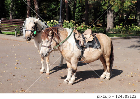 Two cute ponies with a bridle and saddle stands in a autumn park. Beautiful little horse pony in the town park 124585122