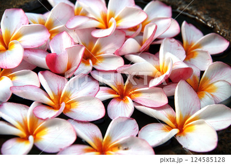 Beautiful Plumeria flowers floating in water in the stone bowl, Sri Lanka. Vibrant colors and delicate petals of yellow-white frangipani flowers in the water's surface Beautiful Plumeria flowers floating in water in the stone bowl, Sri Lanka. Vibrant colors and delicate petals of yellow-white frangipani flowers in the water's surface 124585128