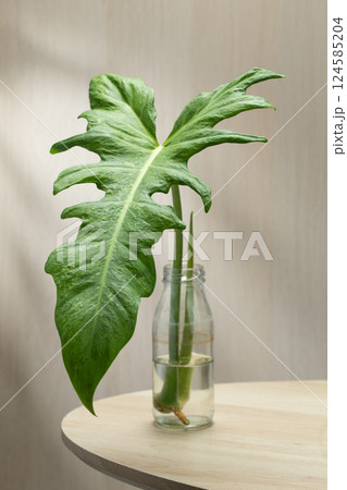 Philodendron minarum cuttings thrive in water for propagation. 124585204