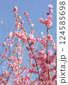 うららかな春の景色　美しい梅の花　紅梅 124585698